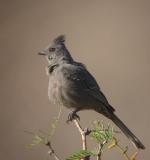 Phainopepla