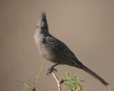 Phainopepla