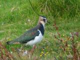 Northern Lapwing