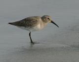 Dunlin