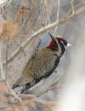 Red-naped Sapsucker