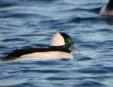 Bufflehead