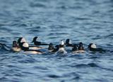 Bufflehead