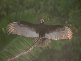 Turkey Vulture