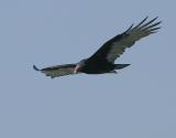 Turkey Vulture