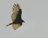 Turkey Vulture