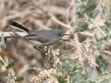 Blue-gray Gnatcatcher