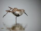 Dunlin