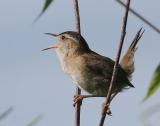 Marsh Wren