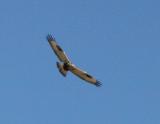 Rough-legged Hawk