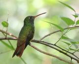 Buff-bellied Hummingbird