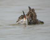 Hudsonian Godwit