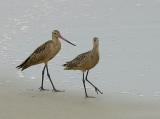 Marbled Godwit