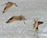 Marbled Godwit