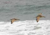 Marbled Godwit