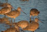 Marbled Godwit