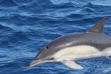 Short-beaked Common Dolphin