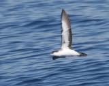 Audubons Shearwater