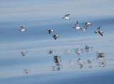 Red-necked and Red Phalaropes