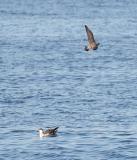 Long-tailed Jaeger harassing Greater Shearwater