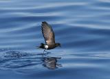 Wilsons Storm-Petrel