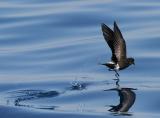 Wilsons Storm-Petrel