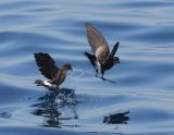 Wilsons Storm-Petrel