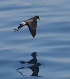 Wilsons Storm-Petrel