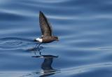 Wilsons Storm-Petrel