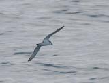 Bullers Shearwater