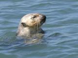 Sea Otter