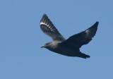 South Polar Skua