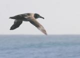 Black-footed Albatross