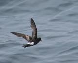 Wilsons Storm-Petrel