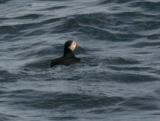 Atlantic Puffin