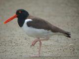 American Oystercatcher