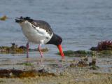 Eurasian Oystercatcher