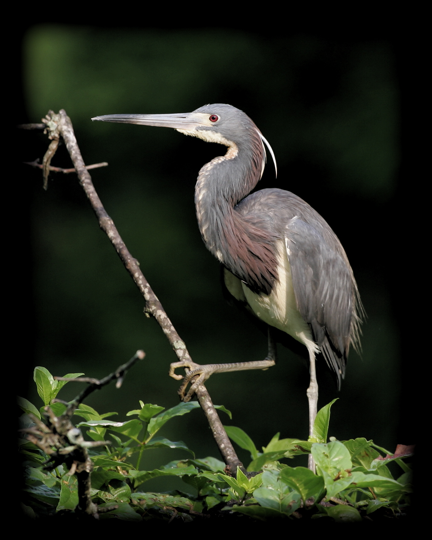 HJ2K7510 Tricolored Heron