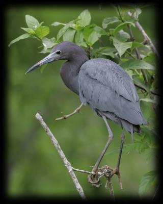 HJ2K6978 Little Blue Heron