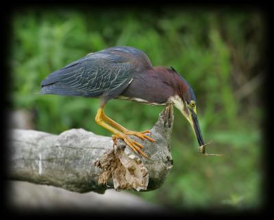 HJ2K8878 Little Green Heron with Frog