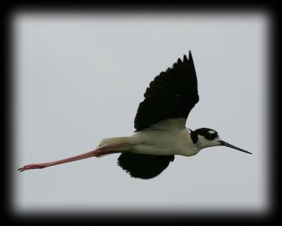 HJ2K8954 Black Necked Stilt