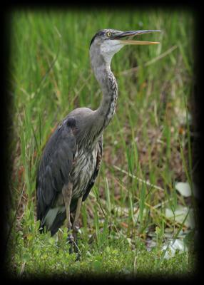 HJ2K9269 Great Blue Heron