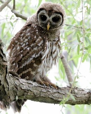 IMG_6796 Barred Owl