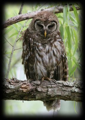 IMG_6870 Barred Owl