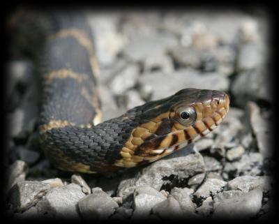 IMG_7078 Unknown non-poisonous snake
