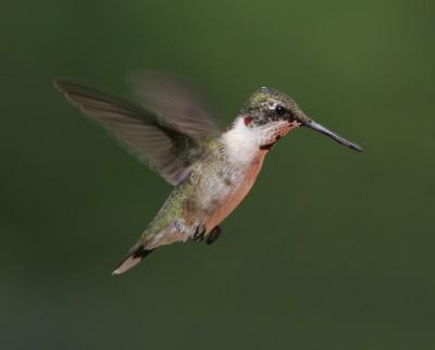A few hummingbirds