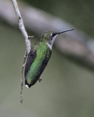 A few hummingbirds