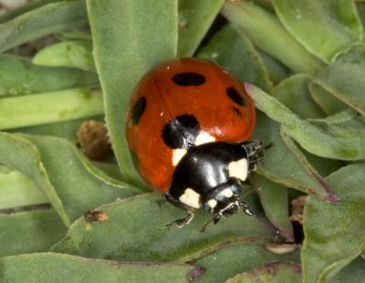 lady bird