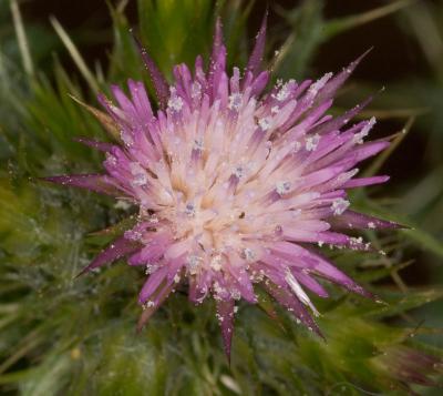 thistle