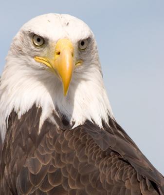 eagle